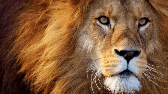 Lion’s breath: Μια αναπνοή που απελευθερώνει!